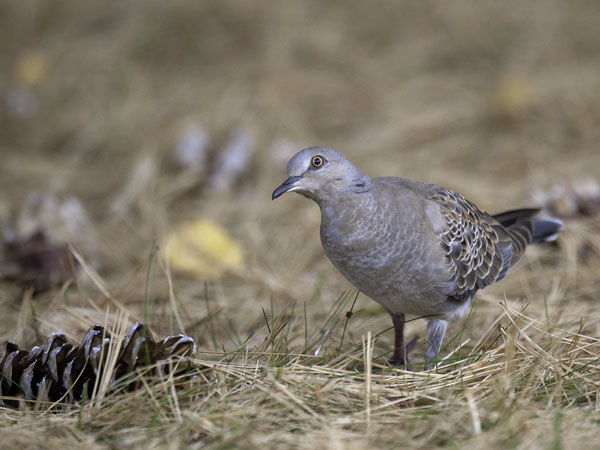 Turturikyyhky, European Turtle Dove, Streptopelia turtur