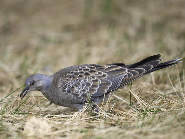 Turturikyyhky, European Turtle Dove, Streptopelia turtur