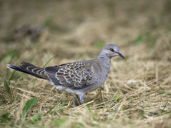 Turturikyyhky, European Turtle Dove, Streptopelia turtur