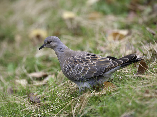 Turturikyyhky, European Turtle Dove, Streptopelia turtur