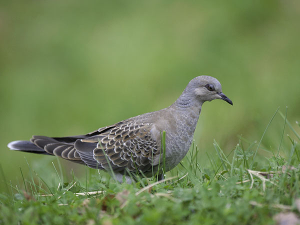Turturikyyhky, European Turtle Dove, Streptopelia turtur