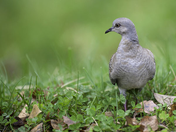 Turturikyyhky, European Turtle Dove, Streptopelia turtur