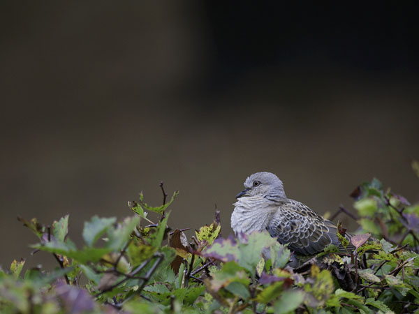Turturikyyhky, European Turtle Dove, Streptopelia turtur
