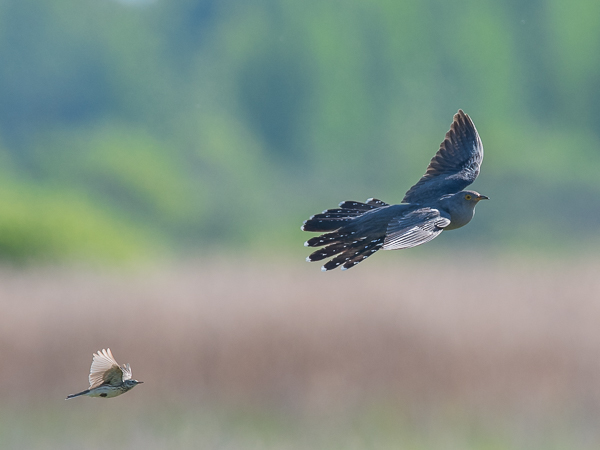 Käki, Common Cuckoo, Cuculus canorus