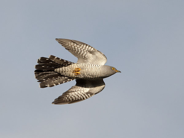 Käki, Common Cuckoo, Cuculus canorus