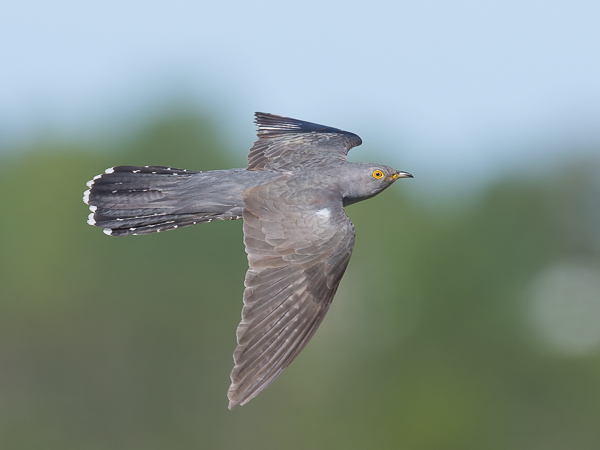 Käki, Common Cuckoo, Cuculus canorus