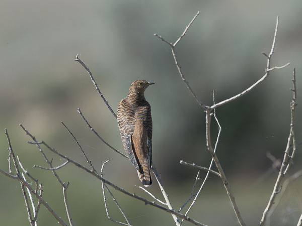 Käki, Common Cuckoo, Cuculus canorus