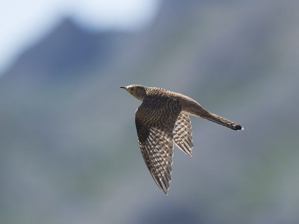 Käki, Common Cuckoo, Cuculus canorus