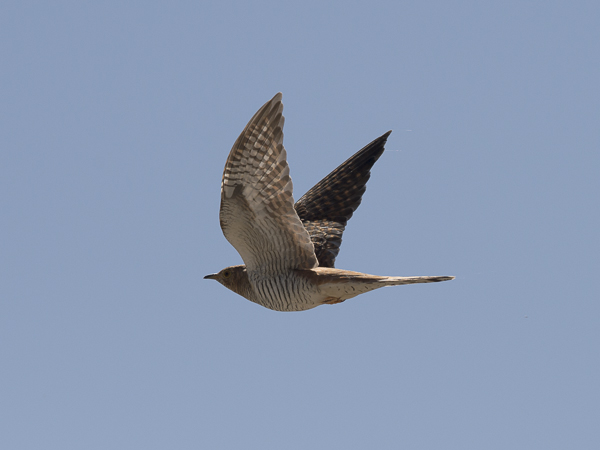 Käki, Common Cuckoo, Cuculus canorus
