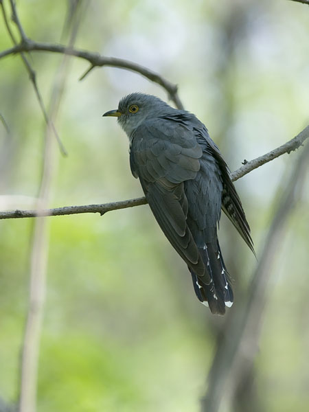 Käki, Common Cuckoo, Cuculus canorus