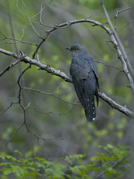 Käki, Common Cuckoo, Cuculus canorus