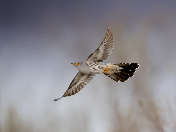Käki, Common Cuckoo, Cuculus canorus