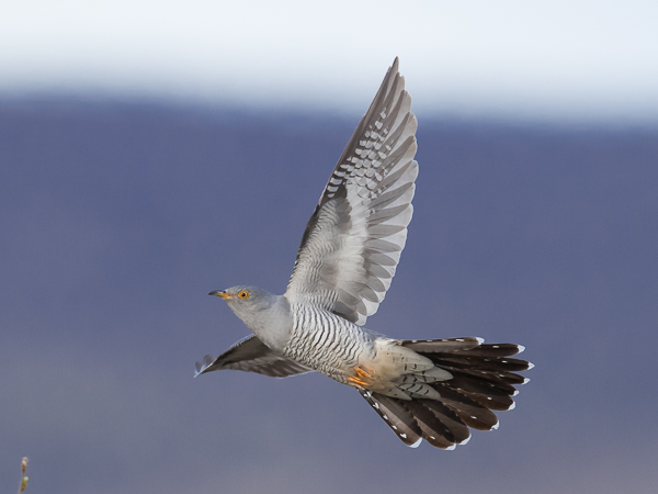 Käki, Common Cuckoo, Cuculus canorus