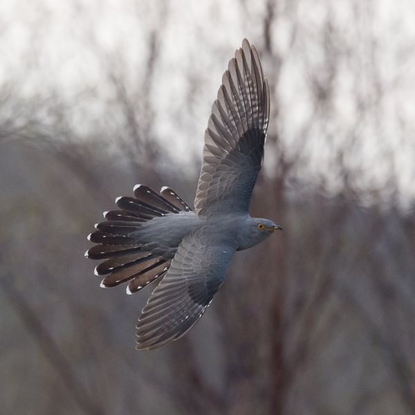 Käki, Common Cuckoo, Cuculus canorus