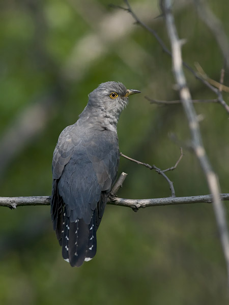 Käki, Common Cuckoo, Cuculus canorus