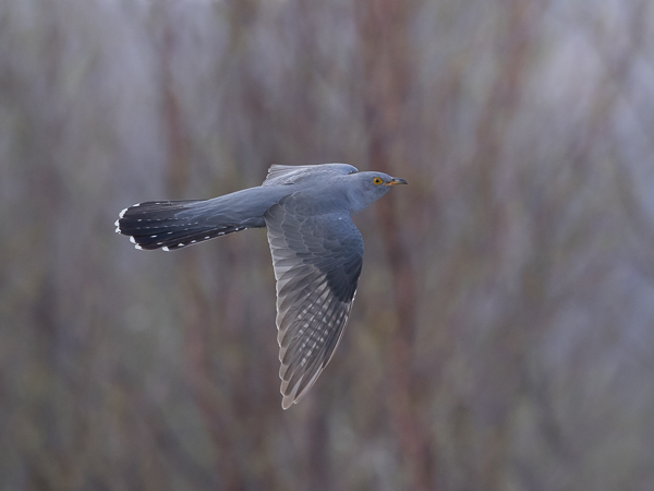 Käki, Common Cuckoo, Cuculus canorus