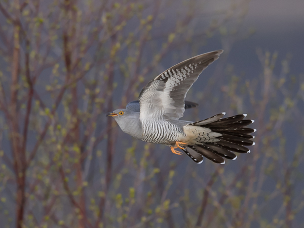 Käki, Common Cuckoo, Cuculus canorus