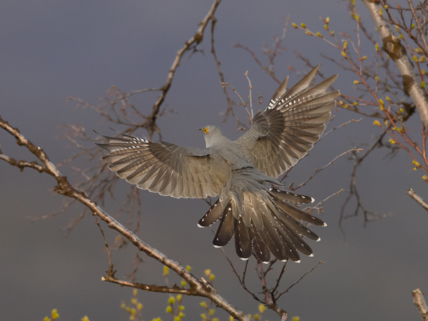 Käki, Common Cuckoo, Cuculus canorus