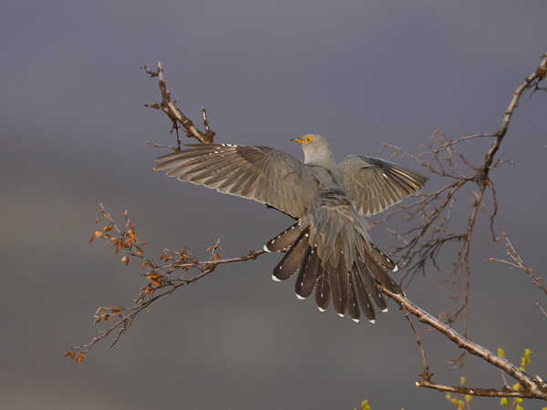 Käki, Common Cuckoo, Cuculus canorus
