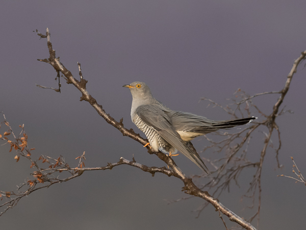 Käki, Common Cuckoo, Cuculus canorus