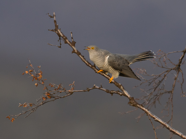 Käki, Common Cuckoo, Cuculus canorus