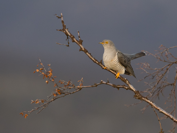 Käki, Common Cuckoo, Cuculus canorus