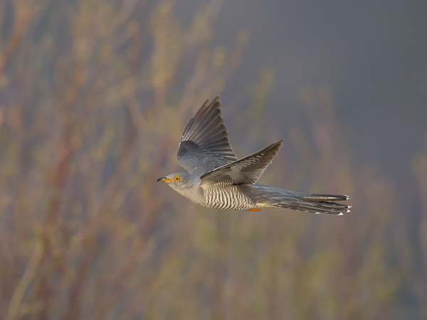 Käki, Common Cuckoo, Cuculus canorus