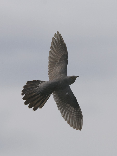 Käki, Common Cuckoo, Cuculus canorus