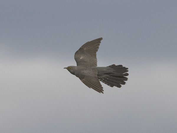 Käki, Common Cuckoo, Cuculus canorus