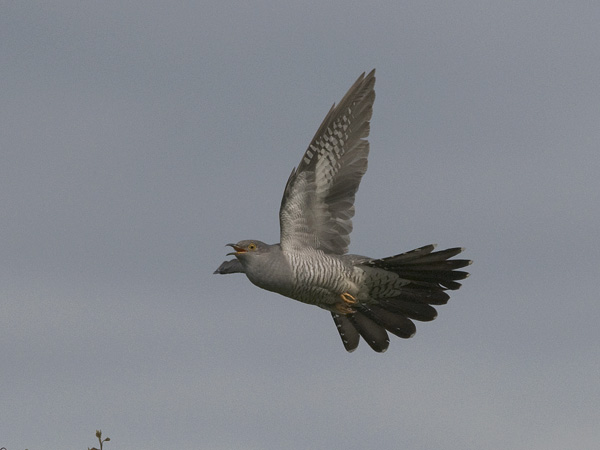 Käki, Common Cuckoo, Cuculus canorus