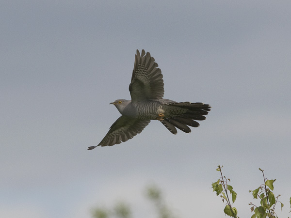 Käki, Common Cuckoo, Cuculus canorus