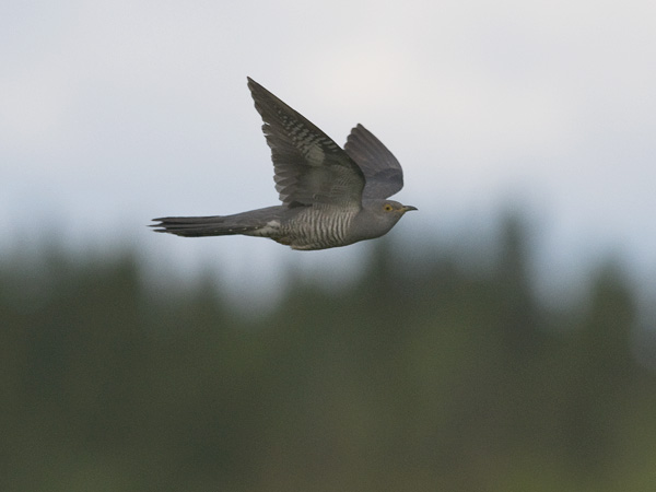 Käki, Common Cuckoo, Cuculus canorus