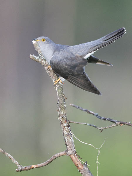 Käki, Common Cuckoo, Cuculus canorus