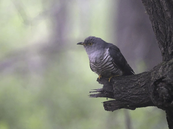 Käki, Common Cuckoo, Cuculus canorus
