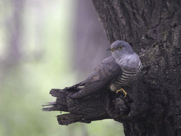Käki, Common Cuckoo, Cuculus canorus
