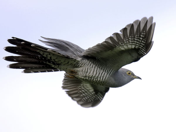 Käki, Common Cuckoo, Cuculus canorus