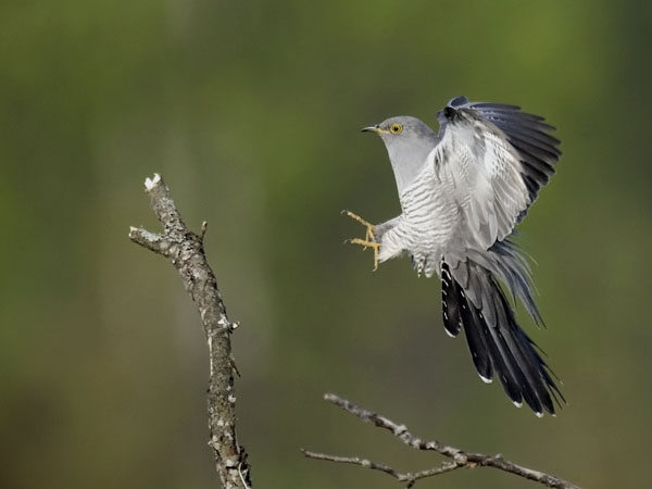 Käki, Common Cuckoo, Cuculus canorus