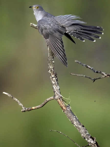 Käki, Common Cuckoo, Cuculus canorus