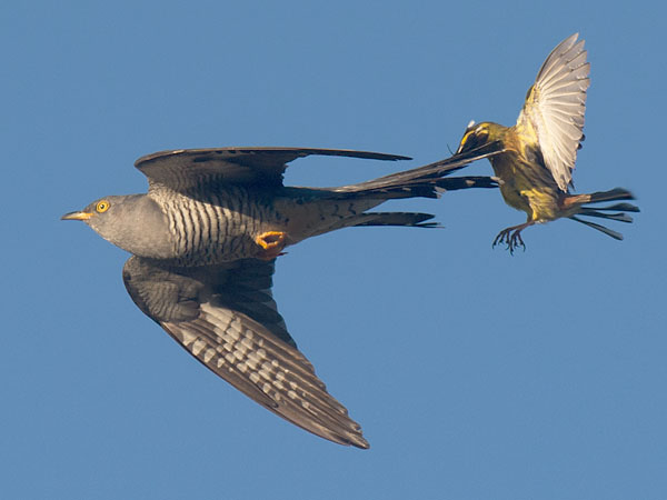 Käki, Common Cuckoo, Cuculus canorus