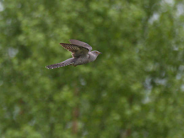 Käki, Common Cuckoo, Cuculus canorus