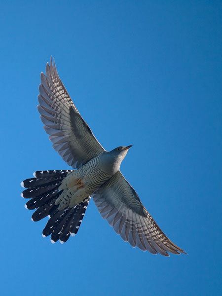 Käki, Common Cuckoo, Cuculus canorus
