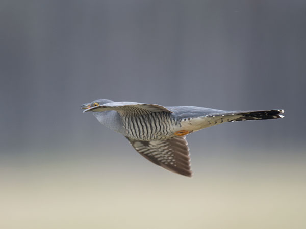 Käki, Common Cuckoo, Cuculus canorus