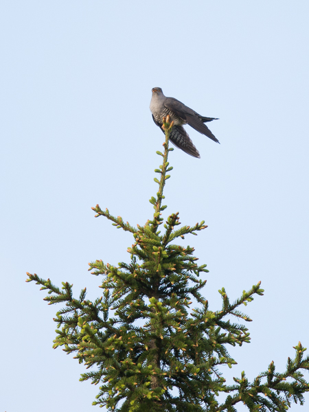 Idänkäki, Oriental Cuckoo, Cuculus saturatus