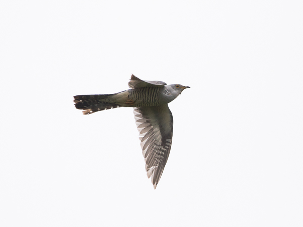Idänkäki, Oriental Cuckoo, Cuculus saturatus