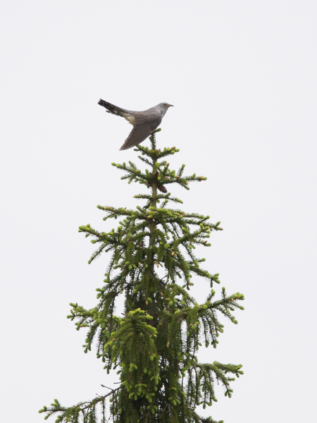 Idänkäki, Oriental Cuckoo, Cuculus saturatus