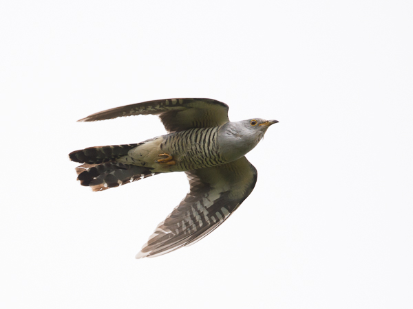 Idänkäki, Oriental Cuckoo, Cuculus saturatus