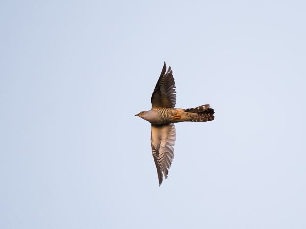 Idänkäki, Oriental Cuckoo, Cuculus saturatus