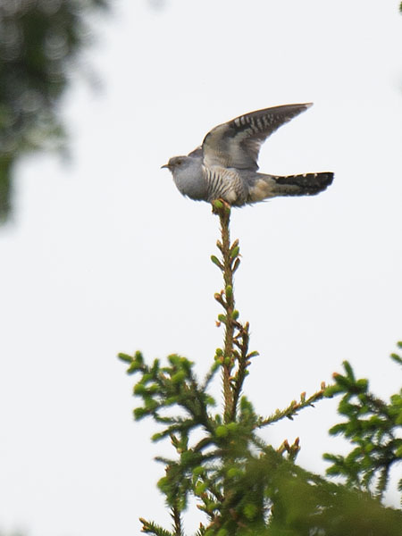 Idänkäki, Oriental Cuckoo, Cuculus saturatus