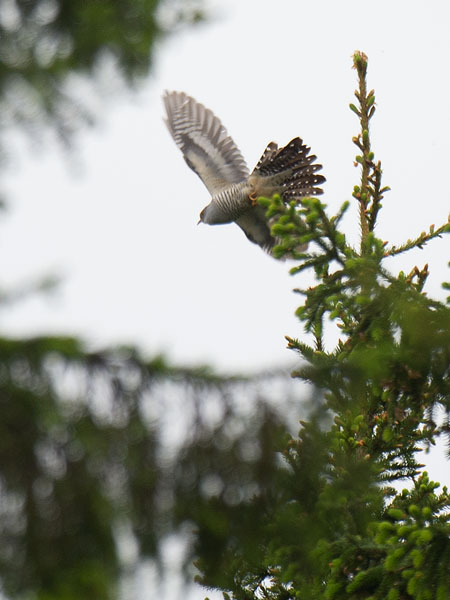 Idänkäki, Oriental Cuckoo, Cuculus saturatus