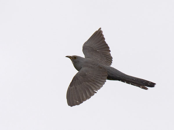 Idänkäki, Oriental Cuckoo, Cuculus saturatus